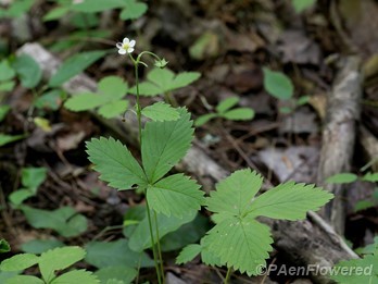 Plant form flowering